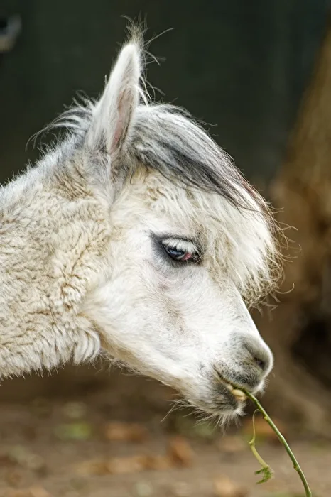 Alpaca