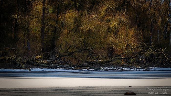 Winterufer in den Rheinauen