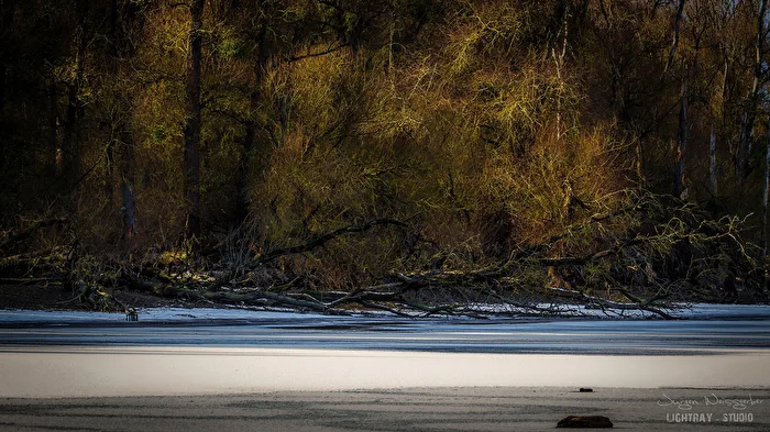 Winterufer in den Rheinauen