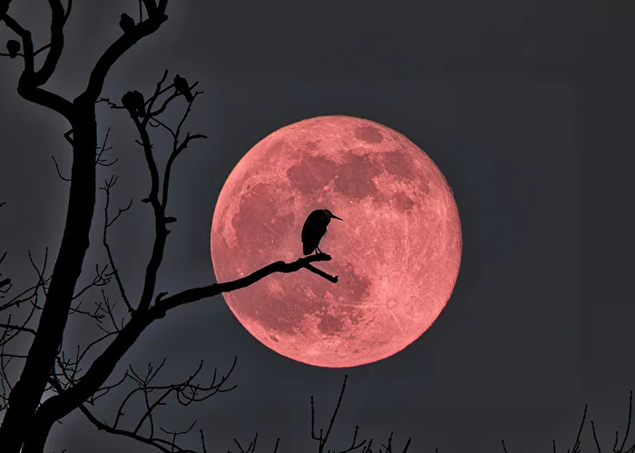 Reiher mit Blutmond