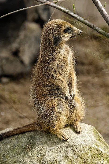 Meerkats