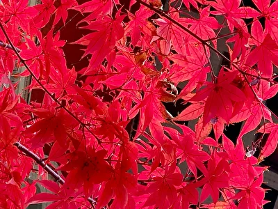 Leuchtender Herbst