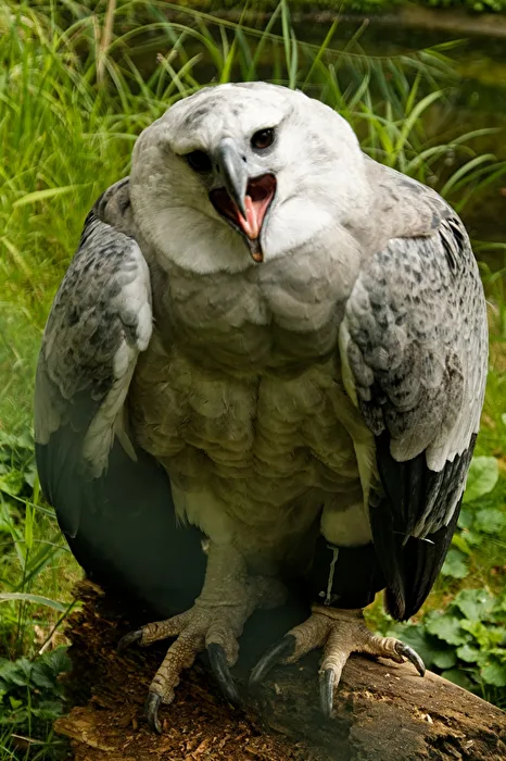 Harpy Eagle