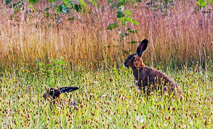 Hares or rabbits, I can't tell them apart…