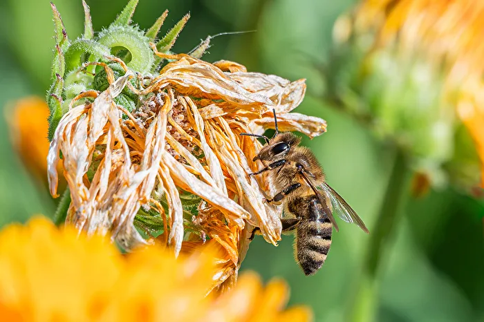 Verwelkte Ringelblume