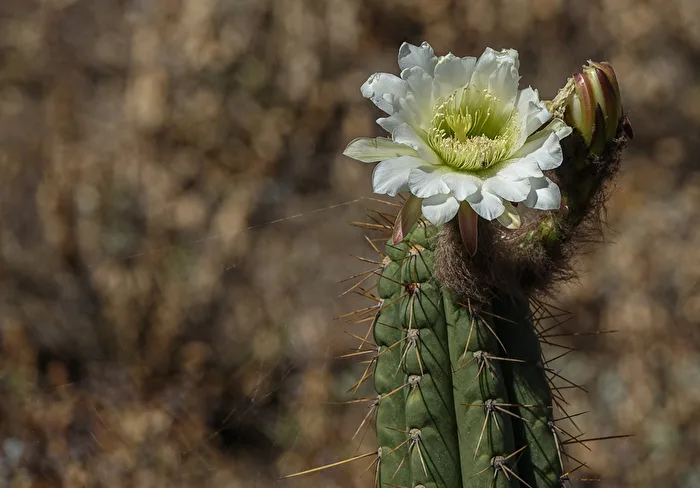 Cactus Spine