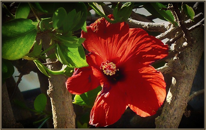 Hibiskus