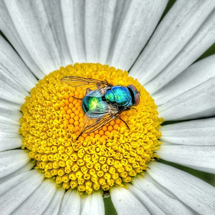 Blowfly in the middle of a daisy blossom