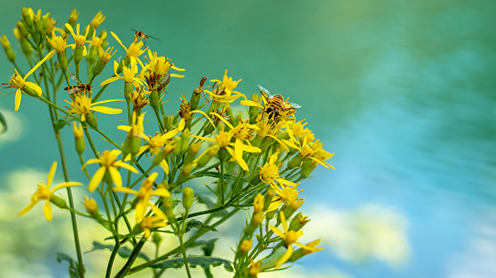 Bienchen und Blümchen am Bergsee