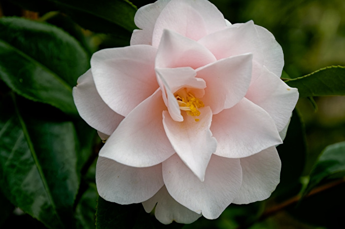 camelia