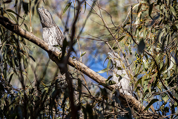 Tawny Frogmouth [Eulenschwalm]