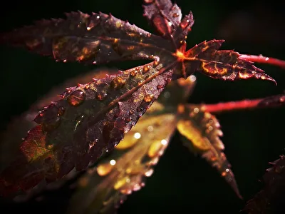 Nach dem Regen