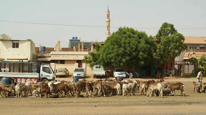 Viehmarkt am Straßenrand (Omdurman, Sudan) Afrika