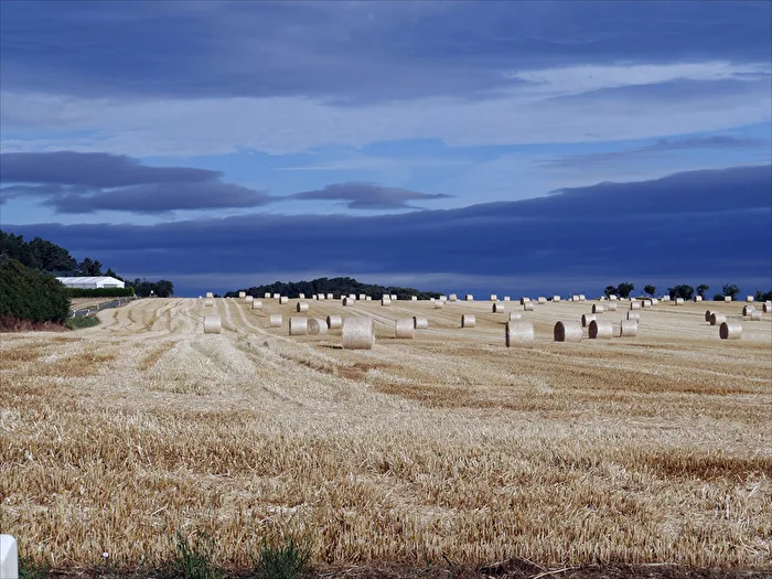 harvested