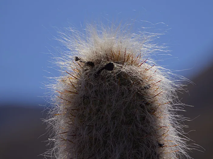 Cactus - Greisenhaupt Backlit