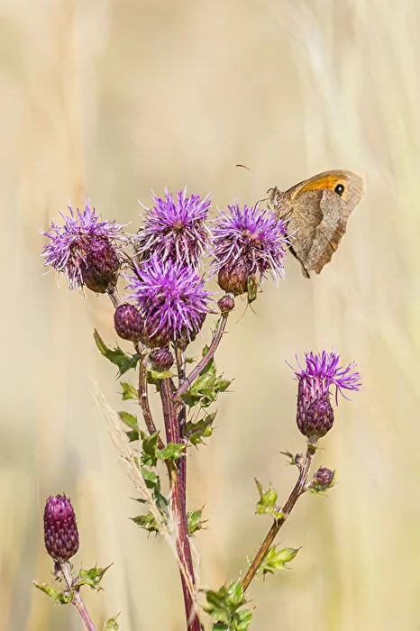 Großes Ochsenauge auf einer Kratzdistel-Blüte