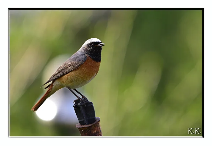 Common Redstart
