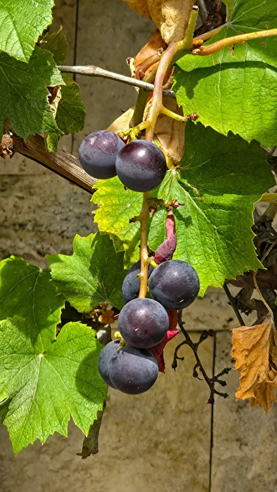 Raisins rouges