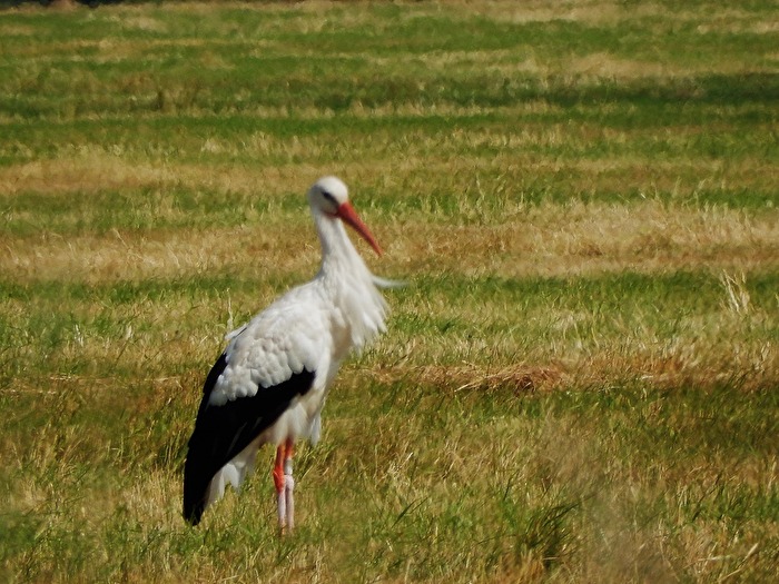 unterwegs auf der Suche nach Futter