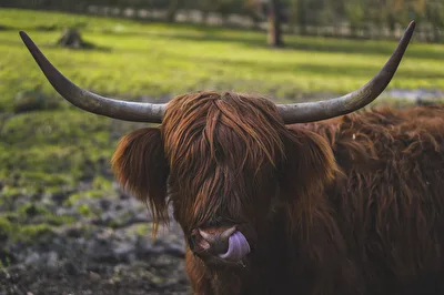 Longhorn Büffel