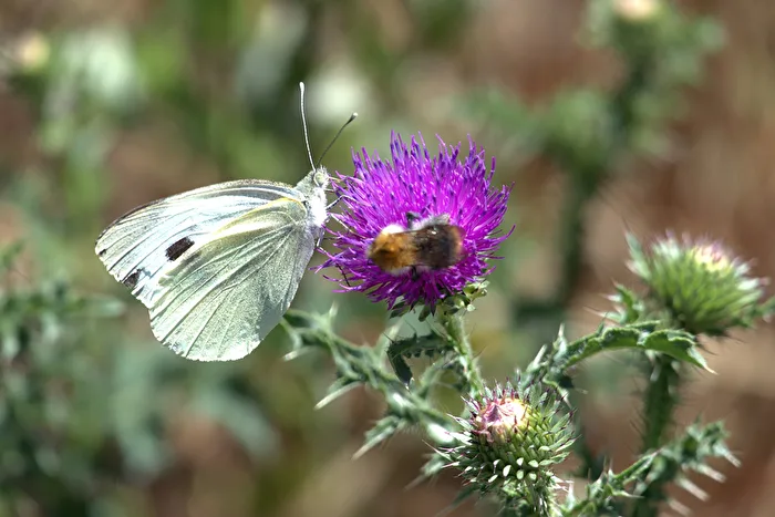 The struggle for the nectar