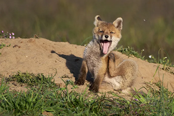 Fox Cub
