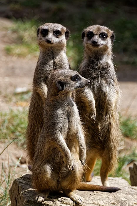 Meerkat