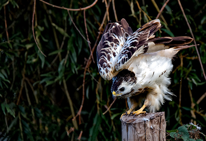 Heller Mäusebussard
