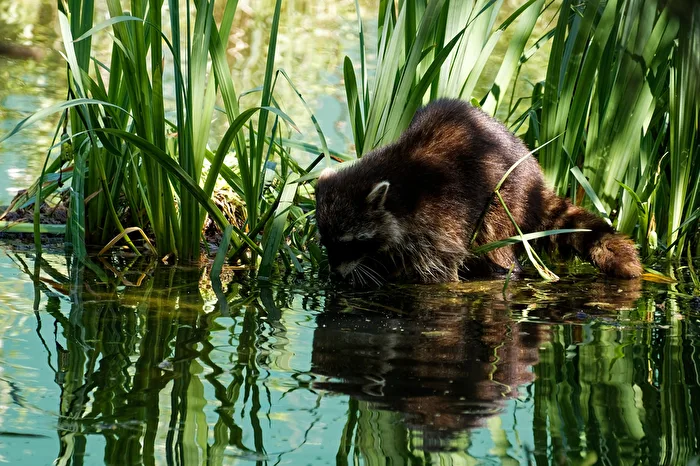 Raccoon
