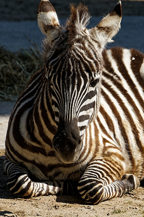 junges Zebra