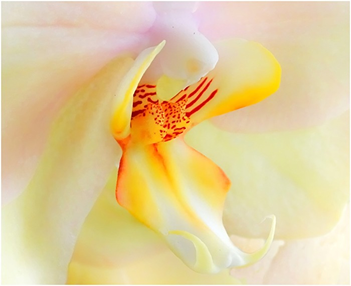 Nachtfalter Orchidee