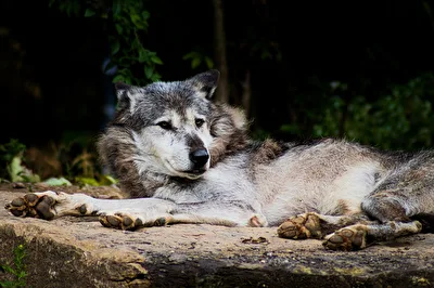 Polarwolf