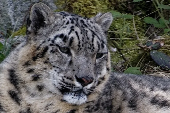 Schneeleopard