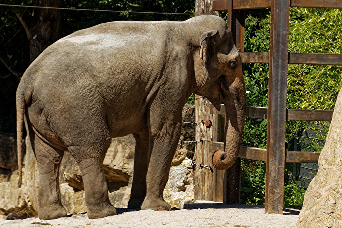 Elefant