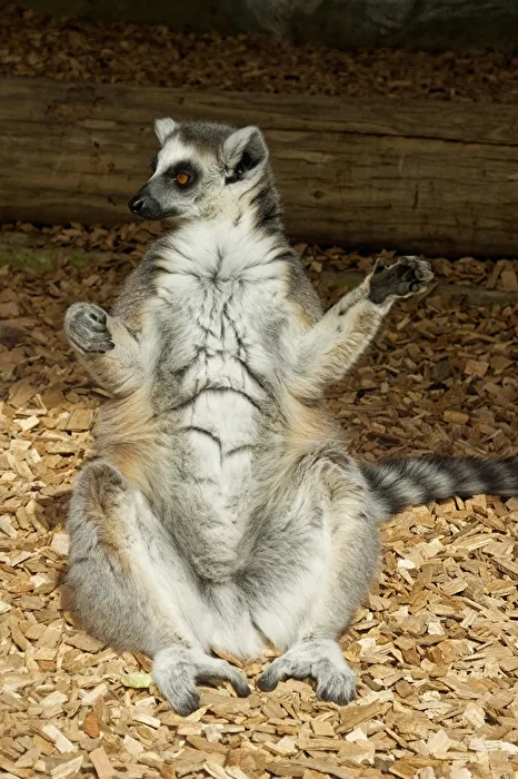 Katta