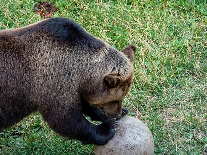 The Bear with the Ball 3