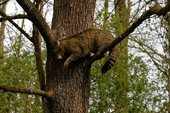 Wildcat