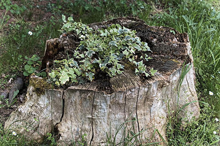 Grün auf dem faulenden Baumstumpf