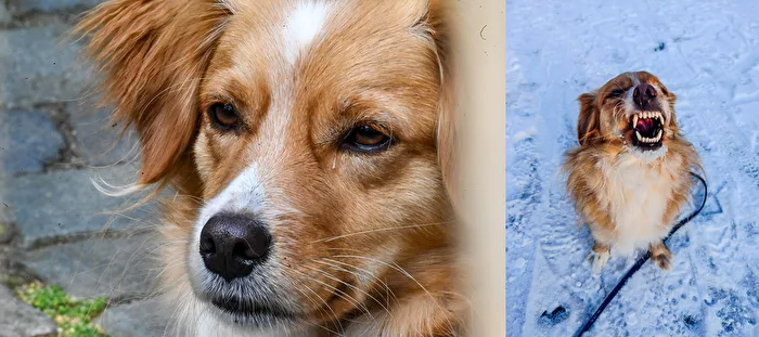 Der Schmusehund Merrell kann auch anders...