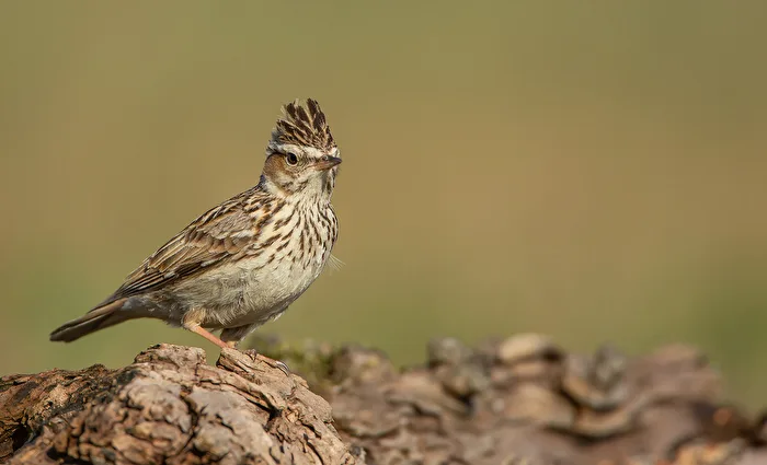 Skylark