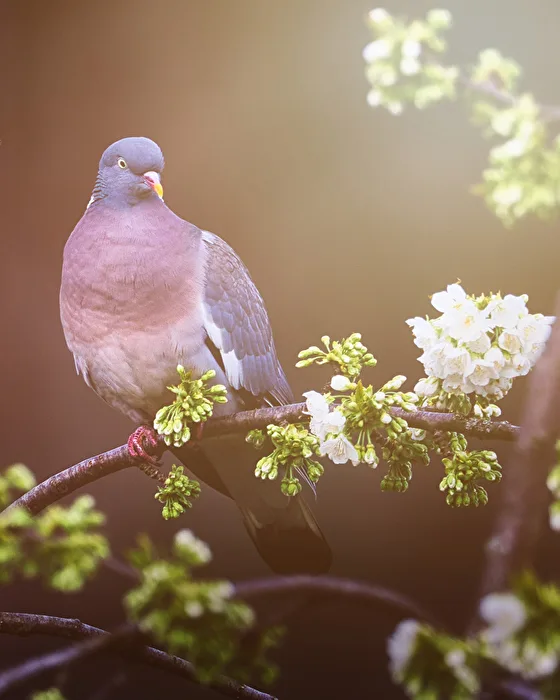 Anche il mondo animale non può crederci ... la primavera arriva