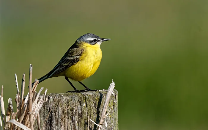 Schafstelze (Motacilla flava)