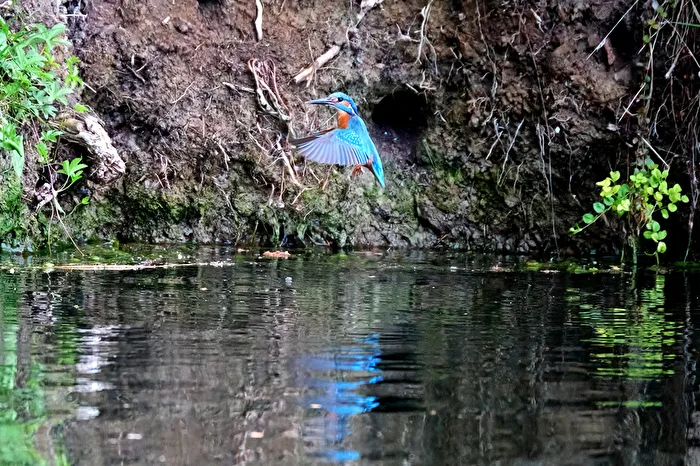 Early this morning with the kingfishers