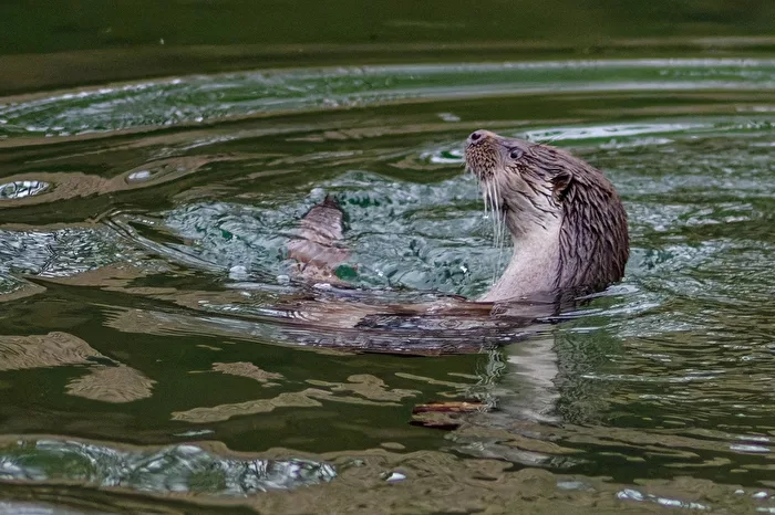 Otter