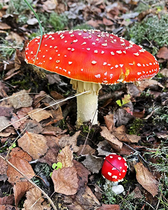 Pilze  /  Schön sehen sie ja aus, aber…