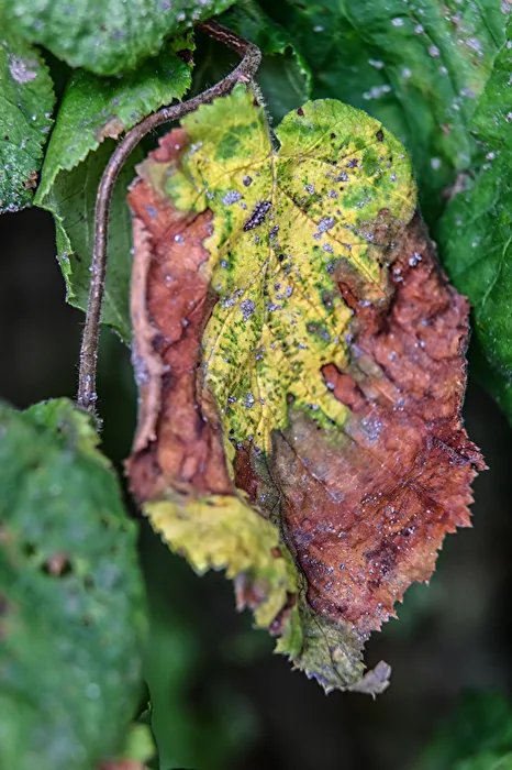 Herbstlich