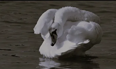 Schwan ( ganz schön verdreht)