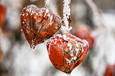 Lampionblume gefrostet