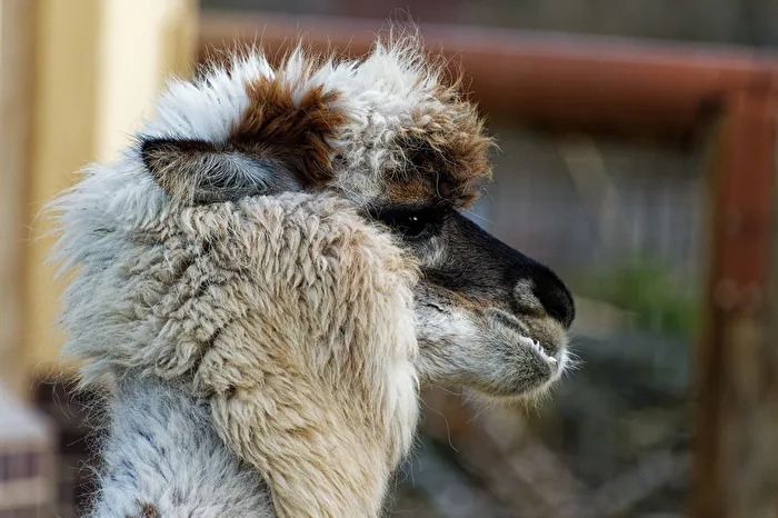 Alpaca
