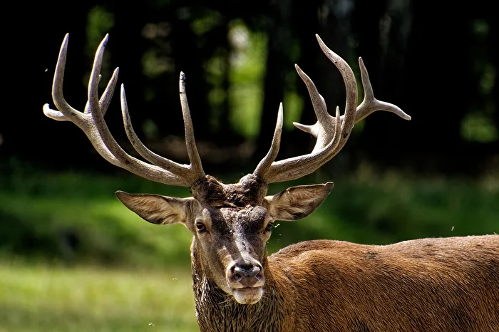 Red Deer Portrait